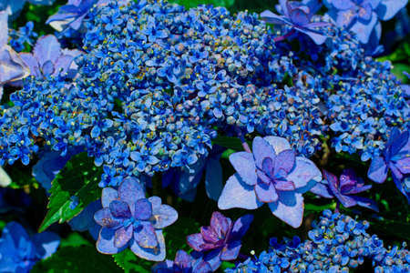 hydrangea flower.の写真素材