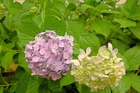 hydrangea flowerの写真素材