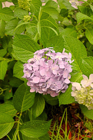 hydrangea flower