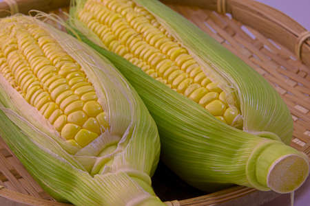 Closeup photo of Corn from Hokkaidoの写真素材