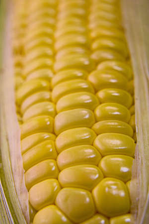 Closeup photo of Corn from Hokkaidoの写真素材