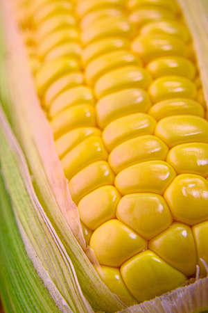 Closeup photo of Corn from Hokkaidoの写真素材