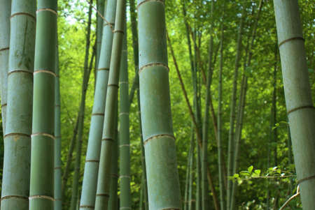 Bamboo in Japanの写真素材