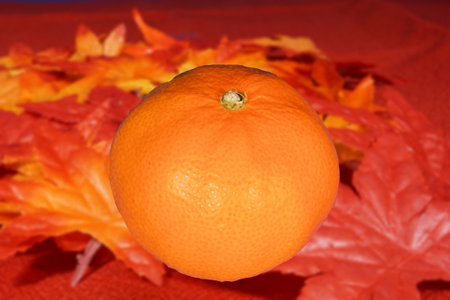 Japanese Autumn Mandarin Orangesの写真素材