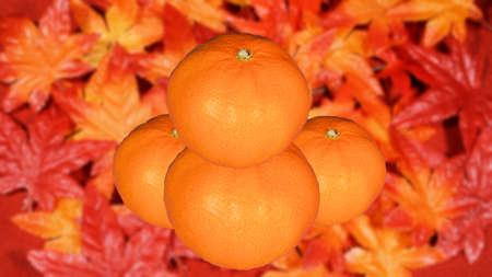 Japanese Sweet Autumn Mandarin Orangeの写真素材