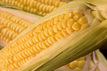 Hokkaido Cornの写真素材