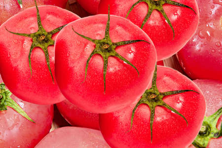 Morning tomato with morning dewの写真素材