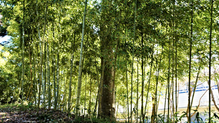 Bamboo forest in the morning light at Khao Yai National Park, Thailandの写真素材