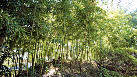 Bamboo forest at the park in Chiang Mai, Thailand.の写真素材