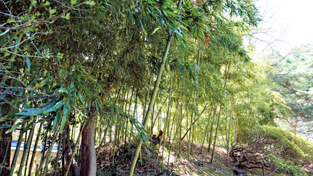 Bamboo forest in the morning at Doi Inthanon National Park, Chiang Mai, Thailandの写真素材