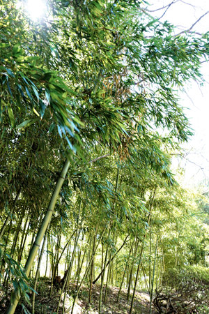 bamboo forest in chiangmai thailand asia plantの写真素材