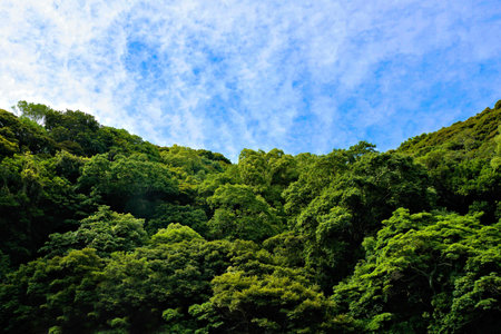 Tropical green forest with blue sky and white clouds background.の写真素材
