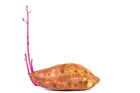 germinating potatoes isolated over the white background