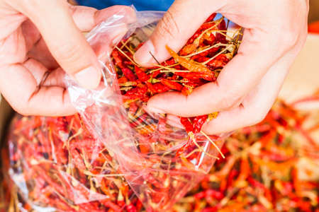 Hot and spicy Red Chilli on hand,Dried red chili,Pepper,Chillies as background for sale in a local food market,thai food ,close up,texture,spice medicinal properties.の写真素材