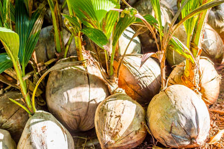 Young coconut tree seed germination green leave pop out of the coconut. Coconut seedlings wait for planting ,nature background.の写真素材