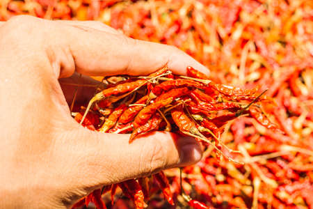 Hot and spicy Red Chilli on hand,Dried red chili,Pepper,Chillies as background for sale in a local food market,thai food ,close up,texture,spice medicinal properties.の写真素材