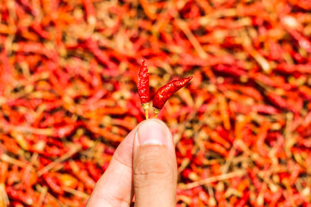 Hot and spicy Red Chilli on hand,Dried red chili,Pepper,Chillies as background for sale in a local...
