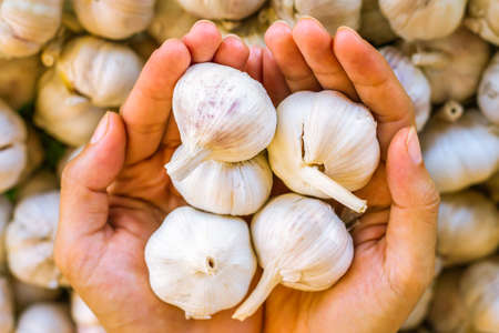 Garlic.Woman hands peeling garlic preparation for cooking in the kitchen on fresh garlic Backgroundの写真素材