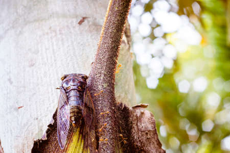 Cicada Bug. Cicada insect. Cicada stick on tree at the park of thailand Tremendous musical abilities of cicada. insect sings beautifully and prefers a warm climateの写真素材