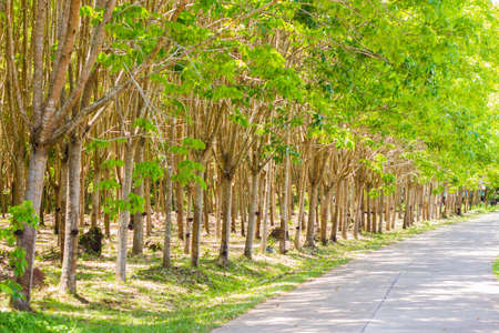 Natural rubber latex trapped extracted from rubber plantation Background, Rubber trees in Thailand.(green nature background)の写真素材