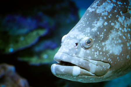 Wonderful and beautiful underwater world with corals and tropical fish