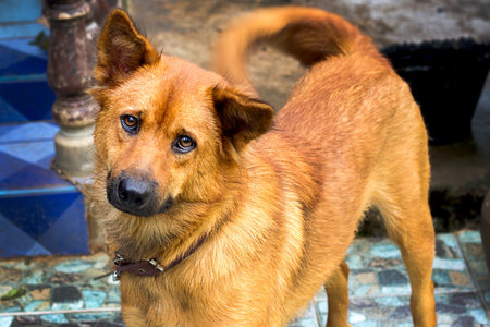 Dog playing outside smilesの写真素材