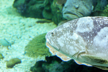 Wonderful and beautiful underwater world with corals and tropical fish