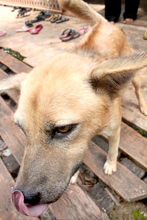 Dog playing outside smilesの写真素材