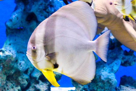 Wonderful and beautiful underwater world with corals and tropical fishの写真素材