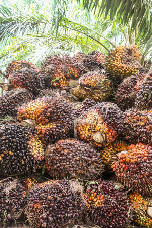 Plantation workers prepare to unload freshly harvested oil palm fruit bunches at a collection point.and Close up of fresh oil palm fruits, selective focus.の写真素材