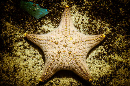 Plenty of cushion starfish on a sandy ocean floorの写真素材