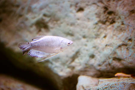 Wonderful and beautiful underwater world with corals and tropical fishの写真素材