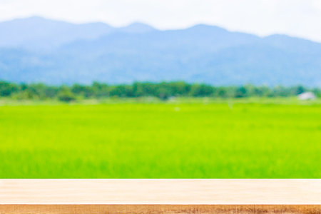 Green ear of rice in paddy rice field under blue sky and chairの写真素材