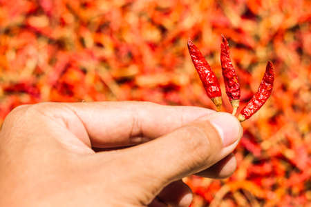 Hot and spicy Red Chilli on hand,Dried red chili,Pepper,Chillies as background for sale in a local food market,thai food ,close up,texture,spice medicinal properties.の写真素材