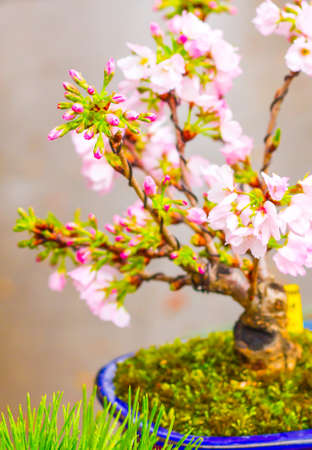 beautiful blooming pink sakura flowers are in front of soft natural background under blue sky, Japan.の写真素材