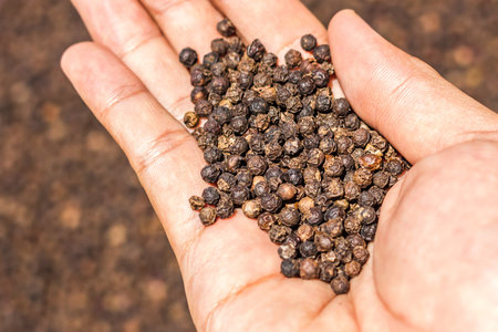 Black Peppercorns on hand. Peppercorn Varieties. Milled black pepper.and Black pepper grains as...