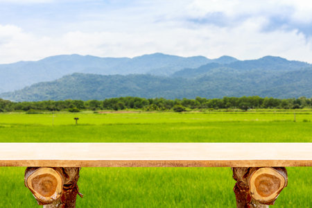 Green ear of rice in paddy rice field under blue sky and chairの写真素材