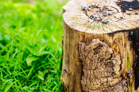 Log's crosscuts on the timber cutting, the background is green grassの写真素材