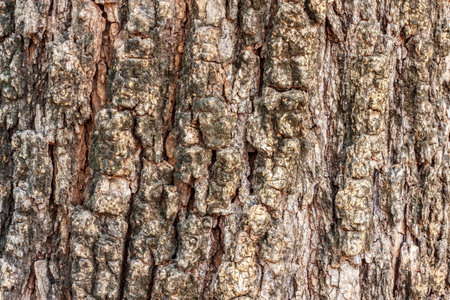 Old wood cracked texture.の写真素材