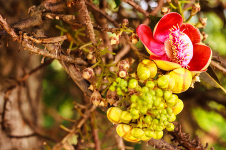 Cannonball flower (Couroupita guianensis)