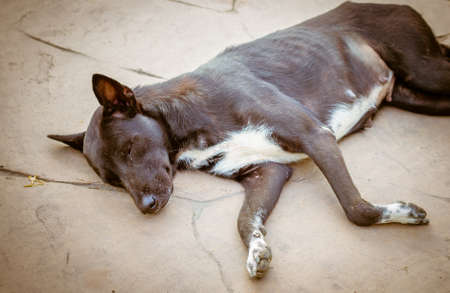Sleeping Dog,Homeless stray dog in Thailand selective focus.の写真素材