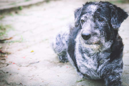 The Dog has three legs because it has an accident. Sleep on the footpath. selective focus point Stock photoの写真素材