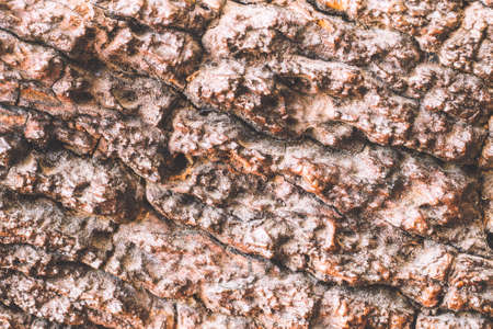 wood texture,wood texture backgroundの写真素材