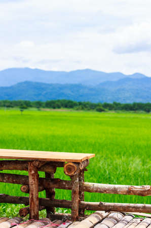 Green ear of rice in paddy rice field under blue sky and chairの写真素材