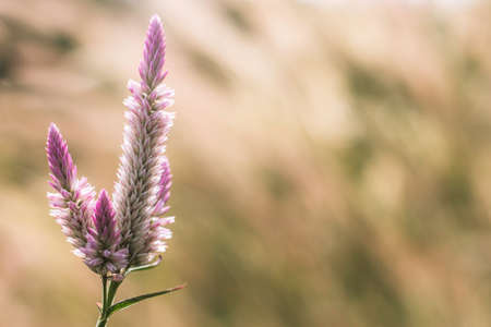 grass flower at sunset with mountain scenery background in green nature,yellow flower grass impact sunlightの写真素材