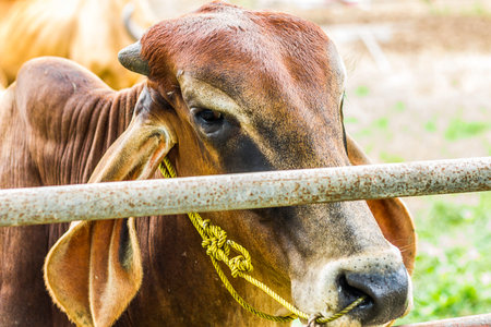 Close Up Portrait of white and brown cow and animal red calf child in green background. cows...