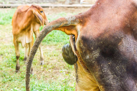 Close Up cow dung on the green grass, Compost fertilizer shit for the environment, Top view texture backgroundの写真素材