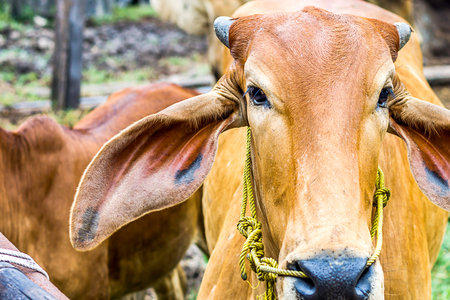 Close Up Portrait of white and brown cow and animal red calf child in green background. cows...