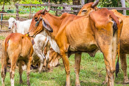 Close Up Portrait of white and brown cow and animal red calf child in green background. cows standing on the ground with farm agriculture. traditional cow in asia, cow resting, selective focusの写真素材