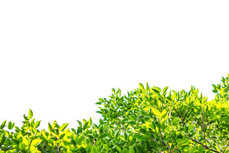 green leaf and branches and leaves frame on a white background, green treeの写真素材